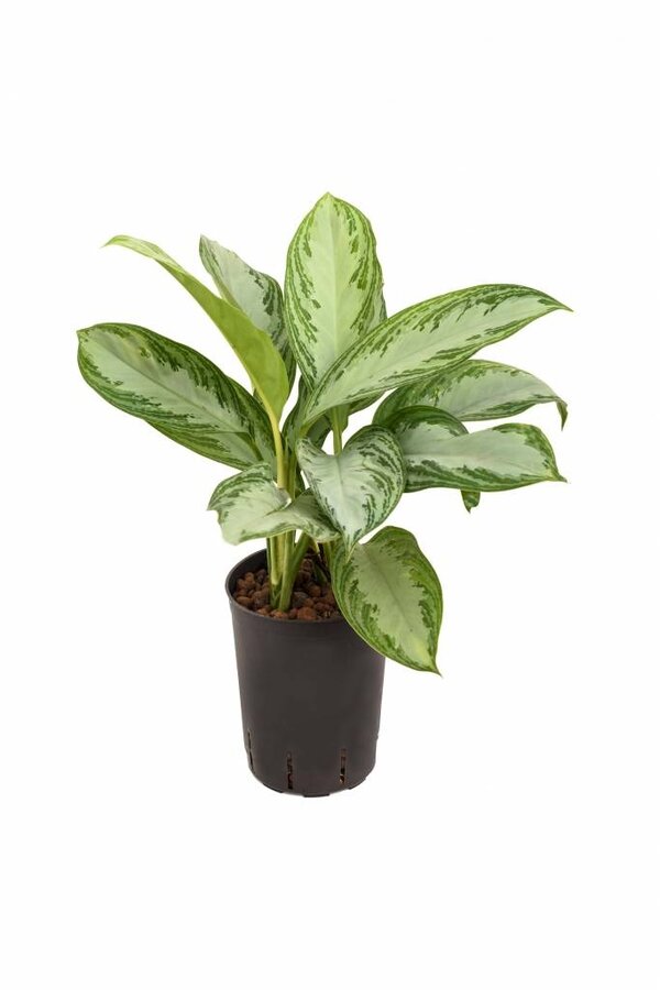 Centrale hydroélectrique Aglaonema silver bay