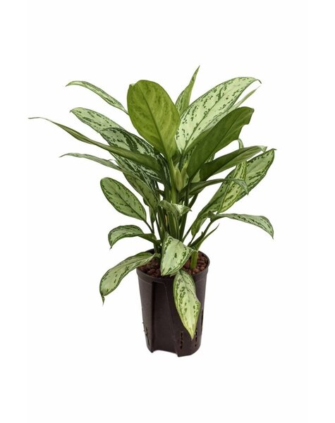 Plante hydroélectrique Aglaonema
