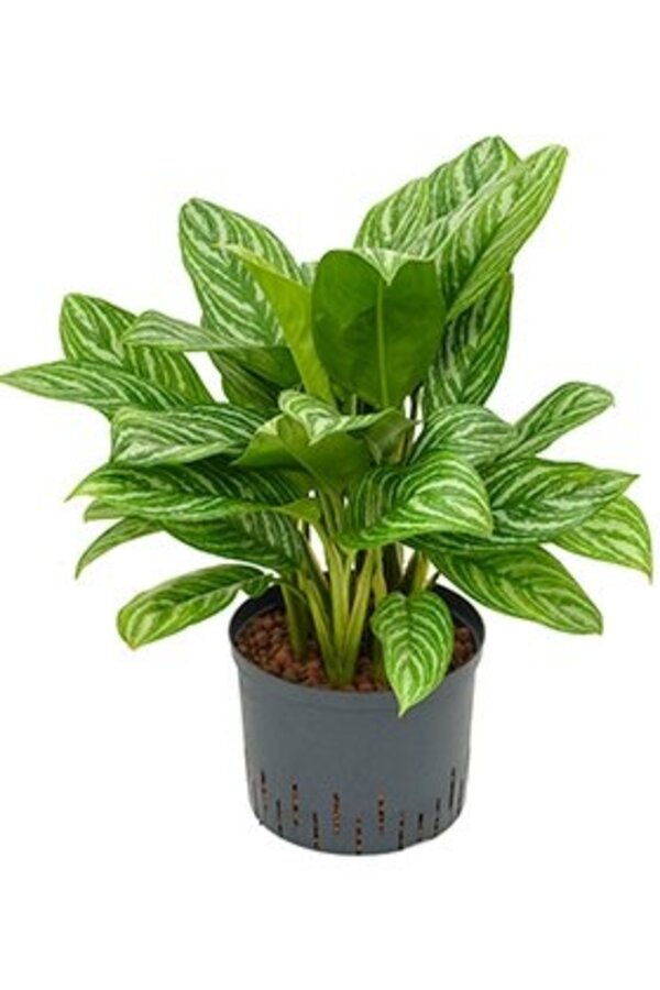 Hydroplant Aglaonema stripes