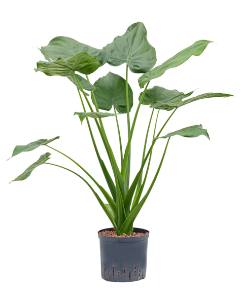 Plante aquatique Alocasia