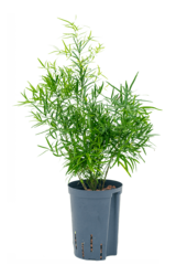 Plante aquatique Asparagus falcatus