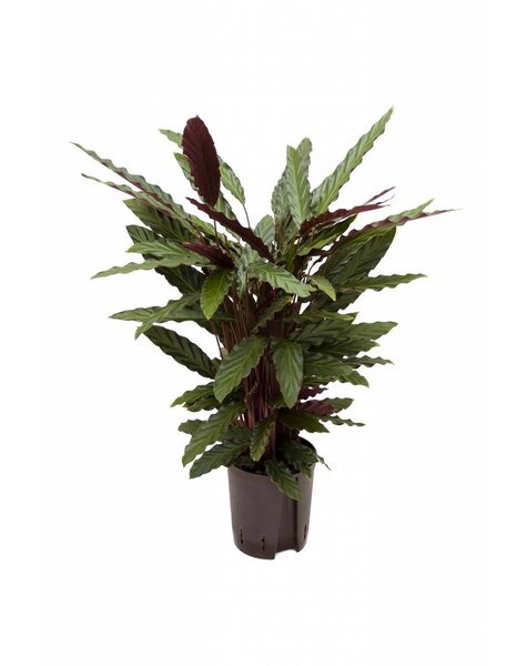 Plante aquatique Calathea
