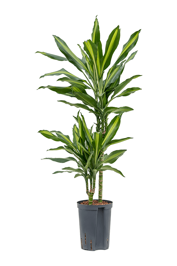 Plante aquatique Dracaena cintho