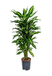 Plante aquatique Dracaena cintho