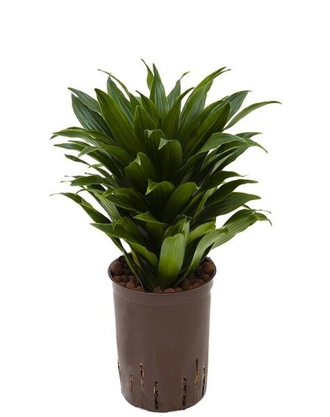 Plante hydroélectrique Dracaena