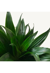 Plante aquatique Dracaena compacta