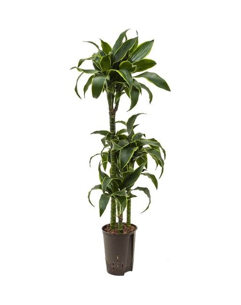 Plante hydroélectrique Dracaena