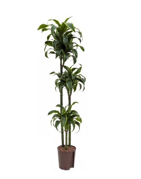 Plante hydroélectrique Dracaena