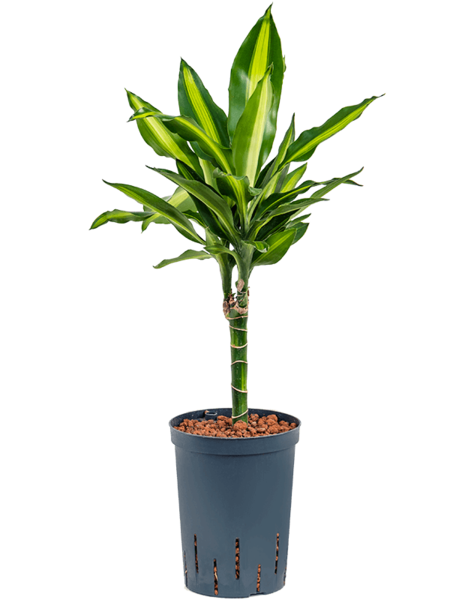 Plante hydroélectrique Dracaena