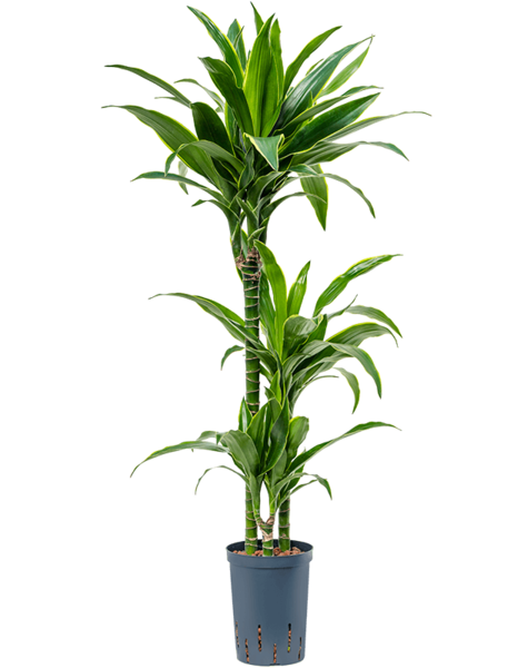 Plante hydroélectrique Dracaena