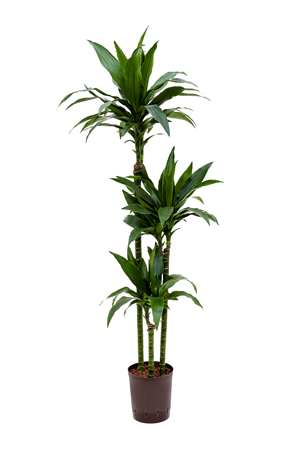 Plante hydroélectrique Dracaena janet craig