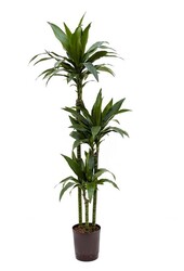 Plante hydroélectrique Dracaena janet craig