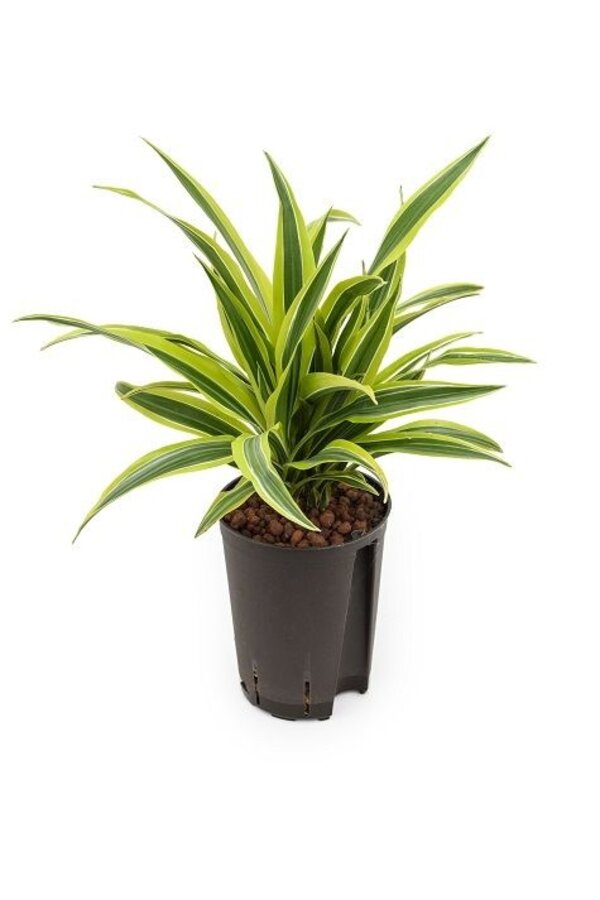 Plante aquatique Dracaena lemon lime