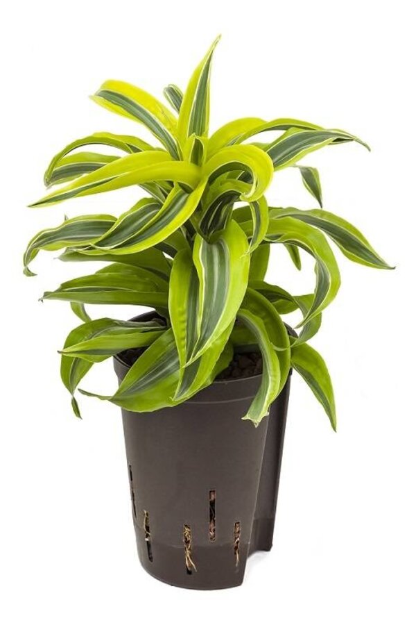 Plante aquatique Dracaena lemon surprise