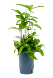 Plante aquatique Dracaena surculosa