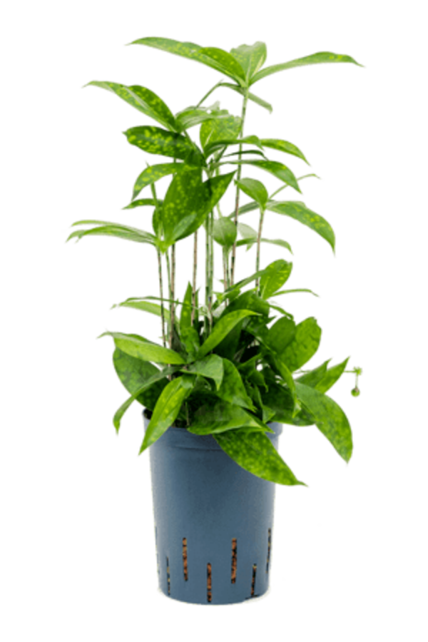 Plante aquatique Dracaena surculosa