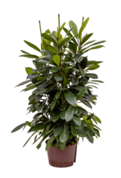 Plante aquatique Ficus cyathistipula
