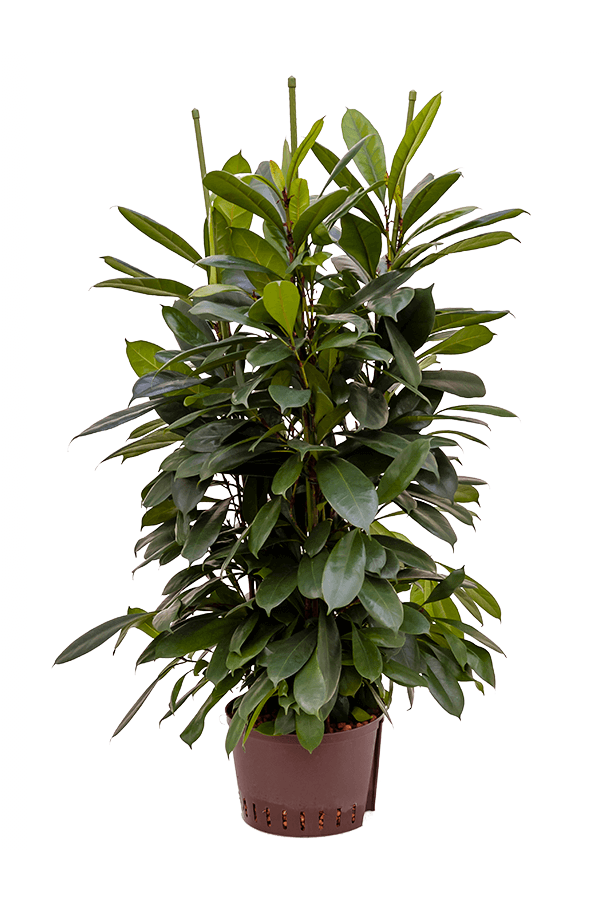 Plante aquatique Ficus cyathistipula