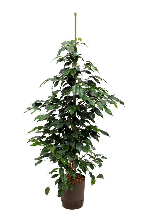 Plante aquatique Ficus danielle