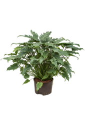 Plante hydroélectrique Philodendron xanadu