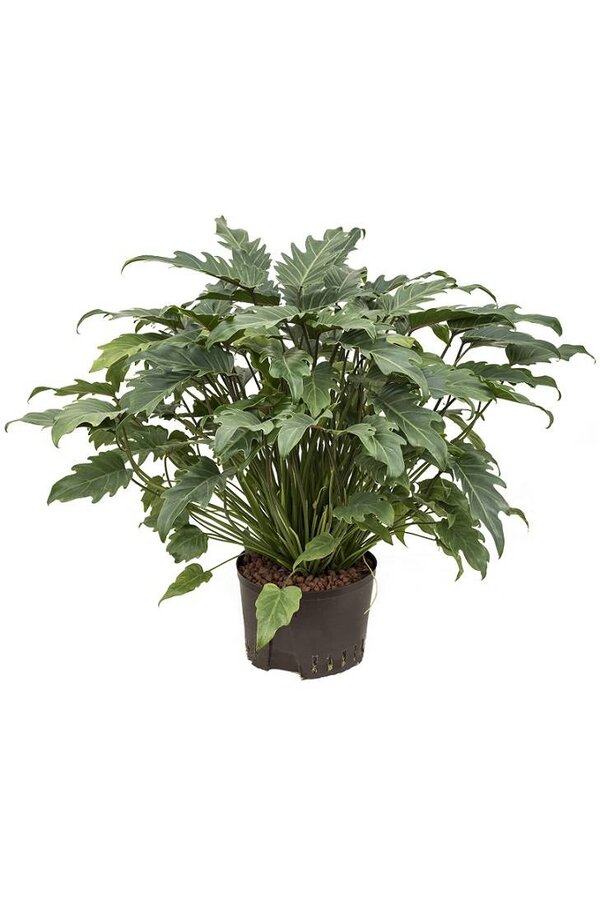 Plante hydroélectrique Philodendron xanadu