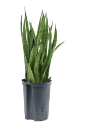Plante aquatique Sansevieria kirkii