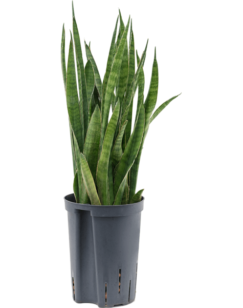 Plante hydroélectrique Sansevieria