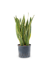 Plante hydroélectrique Sansevieria Laurentii