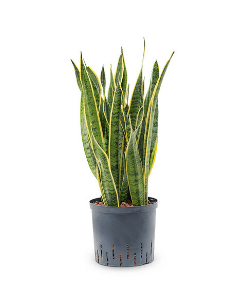 Plante hydroélectrique Sansevieria