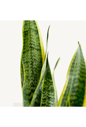 Plante hydroélectrique Sansevieria Laurentii