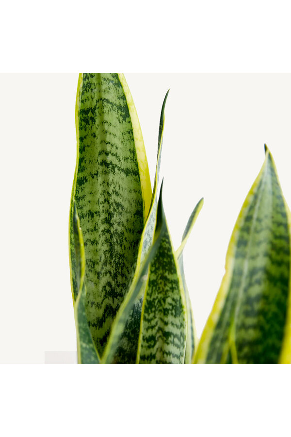 Plante hydroélectrique Sansevieria Laurentii