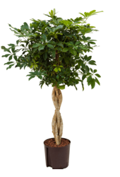 Centrale hydroélectrique Schefflera arboricola
