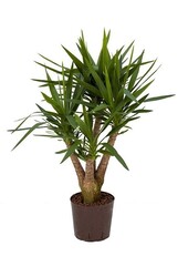 Hydroplanter le yucca