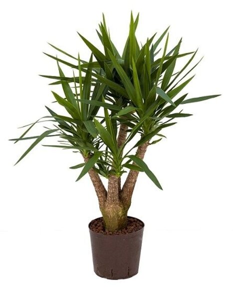 Hydroplanter le yucca