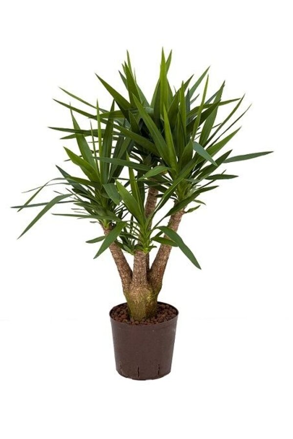 Hydroplanter le yucca