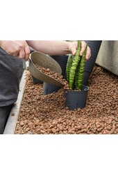 Hydroplanter le yucca