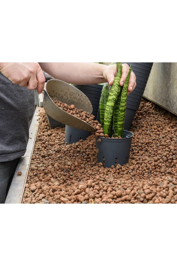 Hydroplanter le yucca