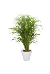 Palmier doré Areca en milieu urbain S