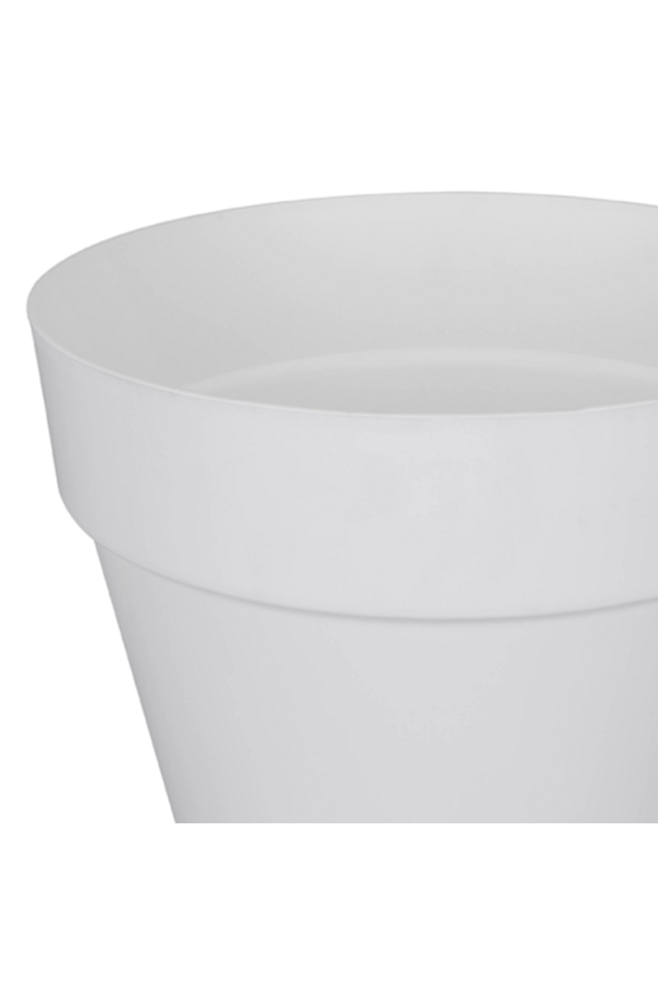 Palmier doré Areca en milieu urbain S