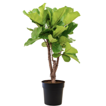 Ficus Lyrata M