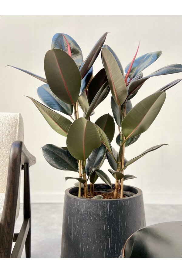 Ficus Elastica Abidjan M