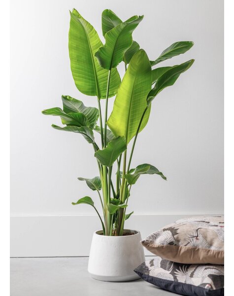 Strelitzia L