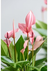 Anthurium Lilli S