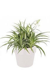 Spiderplant Ocean in B. for Soft