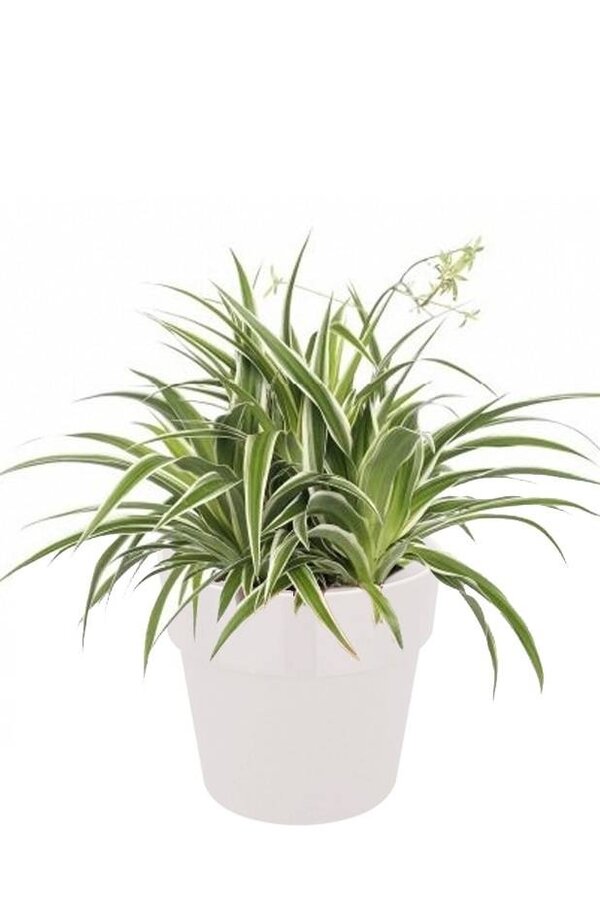 Spiderplant Ocean in B. for Soft