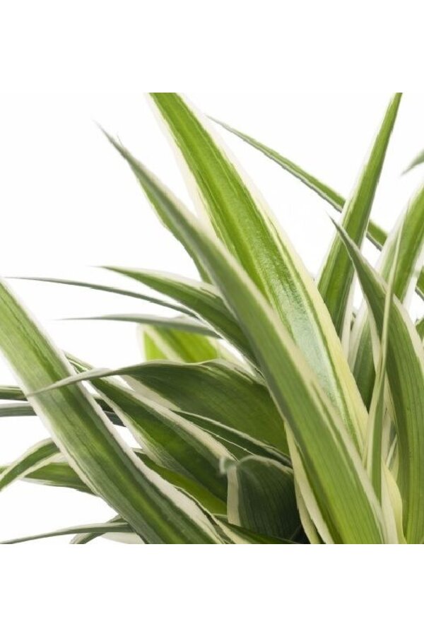 Spiderplant Ocean in B. for Soft