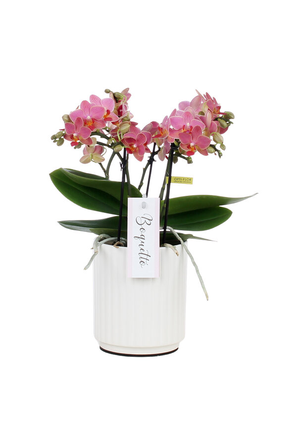 Orchid Boquetto Charme Molise blanc