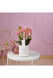 Orchid Boquetto Charme Molise blanc