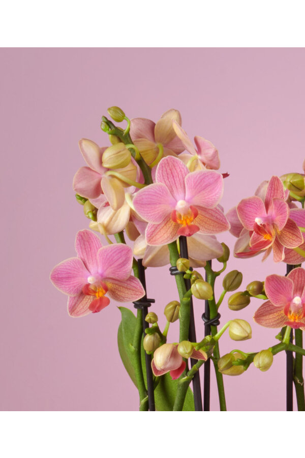 Orchid Boquetto Charme Molise blanc