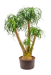 Plante aquatique Beaucarnea recurvata